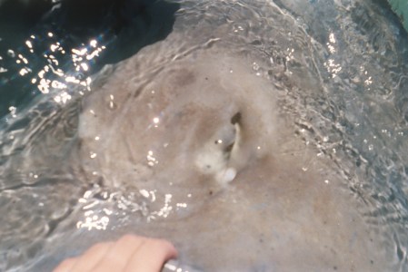 Grand Cayman Underwater 24